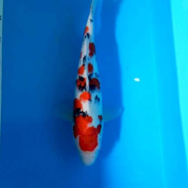 Taisho sanksoku35cm