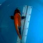 Showa sisik punuk 27cm