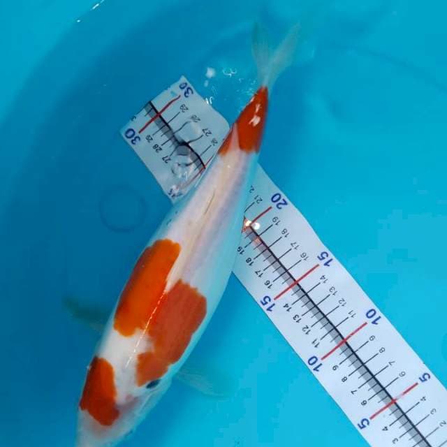 Sanke doitsu calon jumbo 31cm up