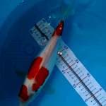 Sanke doitsu calon jumbo 31cm up