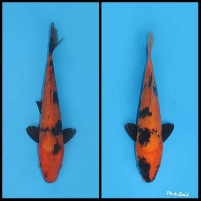 Paket Hi Utsuri - 24cm