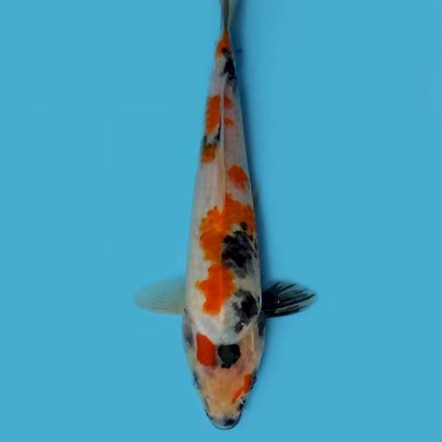 Showantai 25 cm