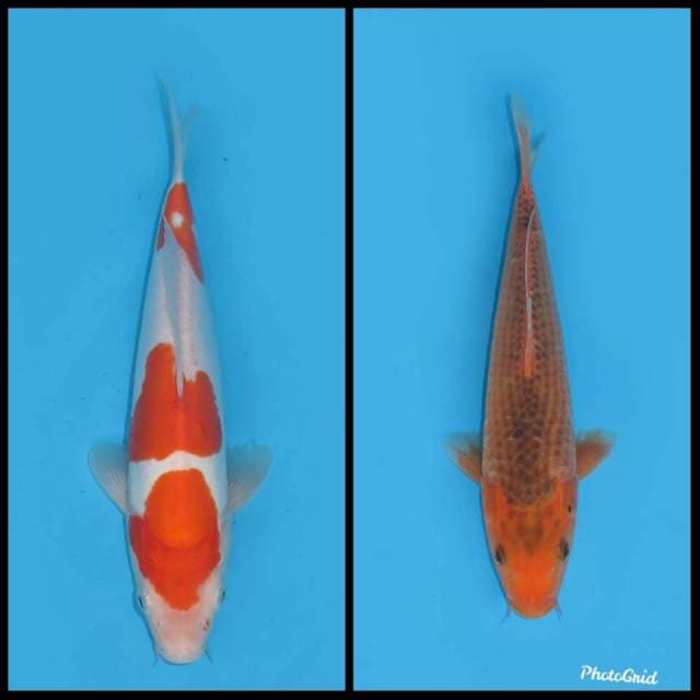 Paket Kohaku dan Matsuba - 29&32cm