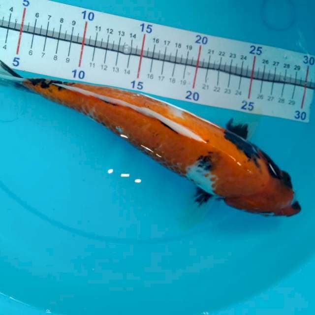 Showa sisik punuk 30cm up