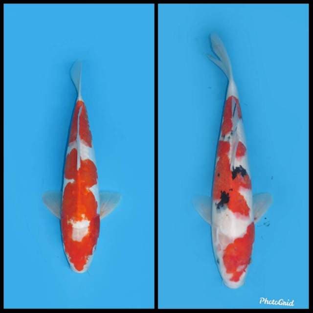 Paket Kohaku dan Sanke - 32&39cm