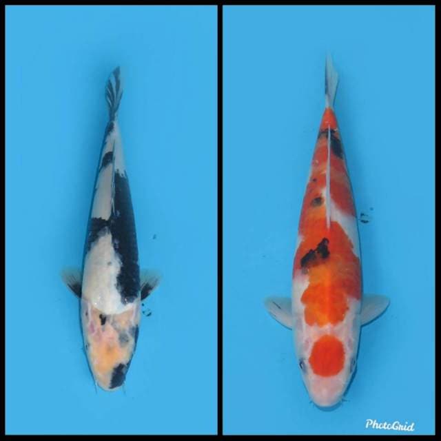 Paket Shiro dan Sanke - 30&25cm