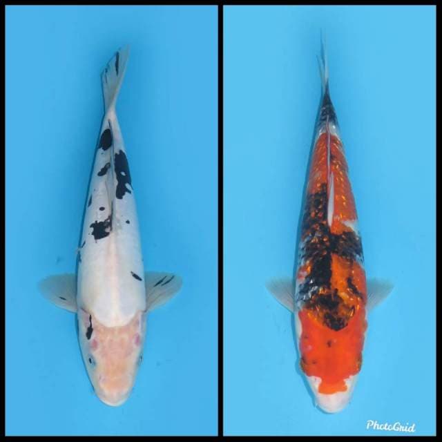 Paket Bekko dan Shogin - 32&27cm