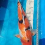 Tsubosumi sanke doitsu