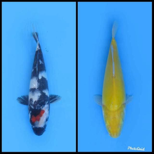 Paket Tancho Showa dan Karasi - 28&33cm
