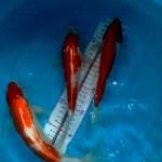Paket sanke 22, 24, 27cm up