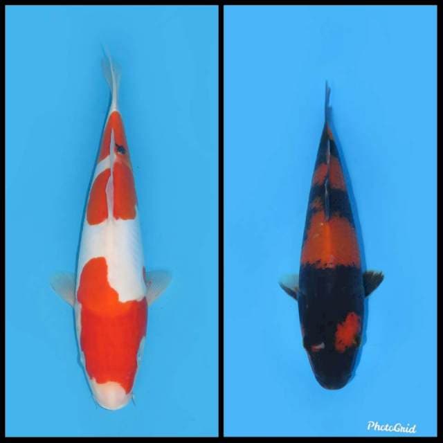 Paket Sanke dan Utsuri - 35&24cm 
