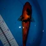 Showa doitsu 27cm up
