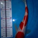 Kohaku jenong 30cm up