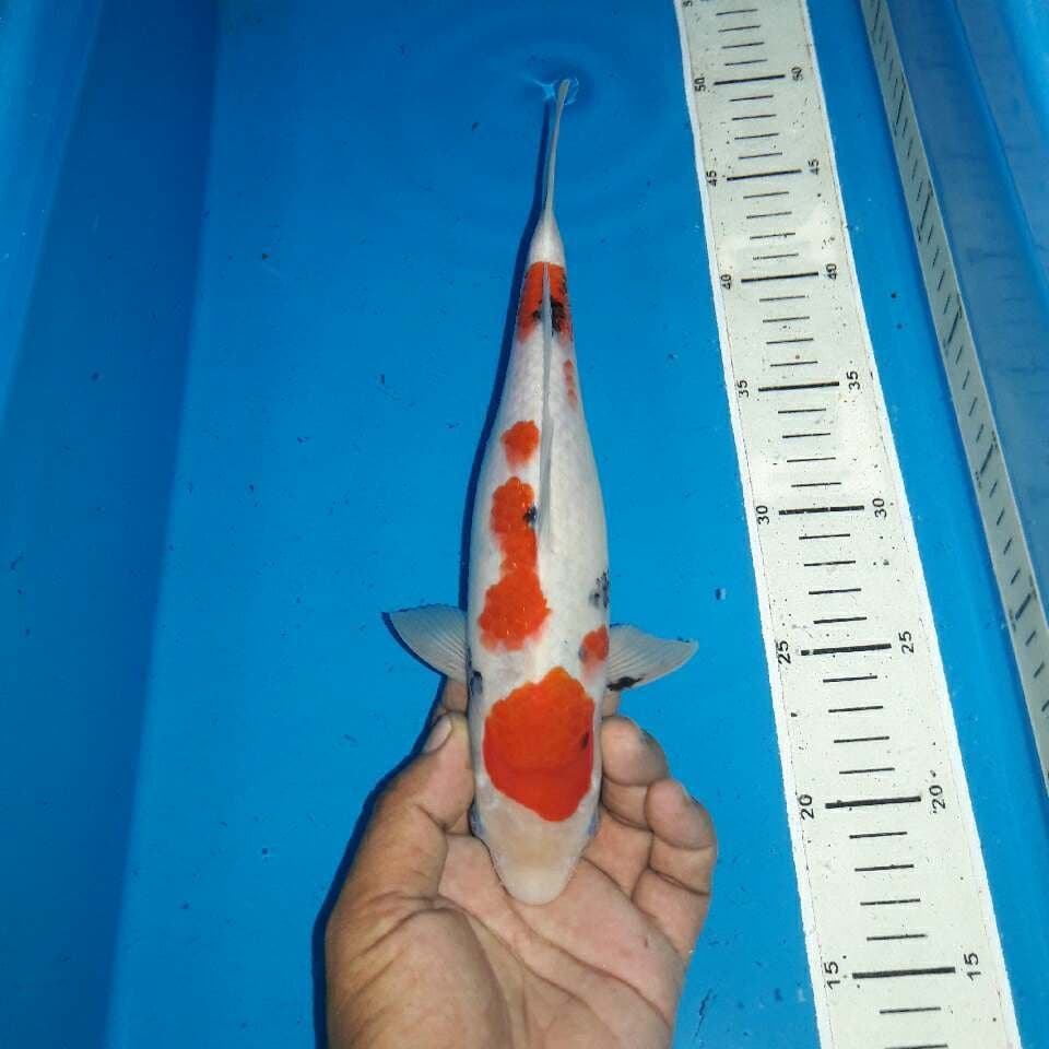 Tategoi sanke