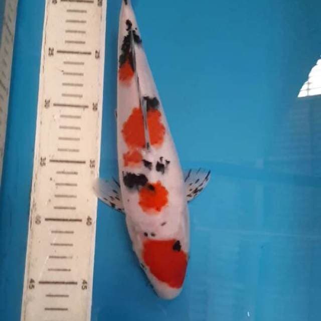 SANKE 29 CM