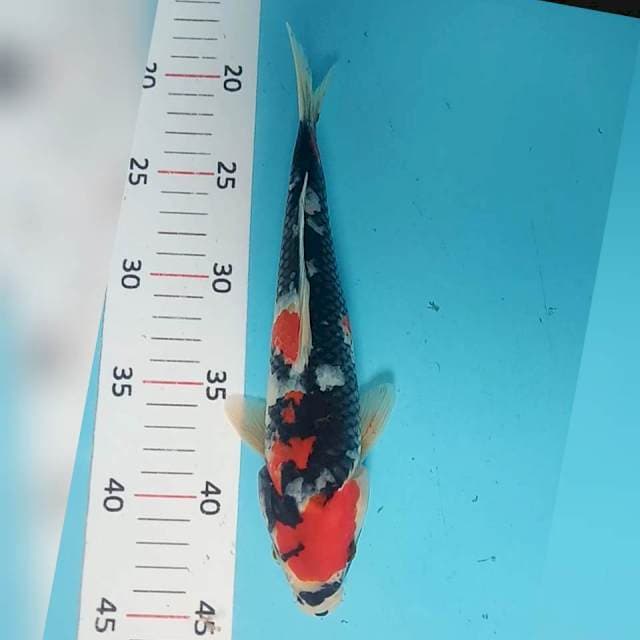 Showa 25cm