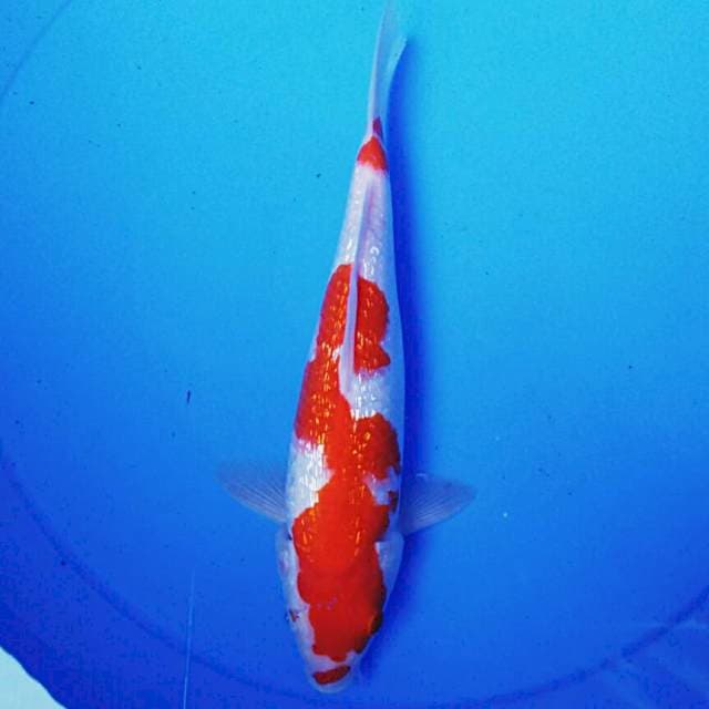 Kohaku ginrin 25cm