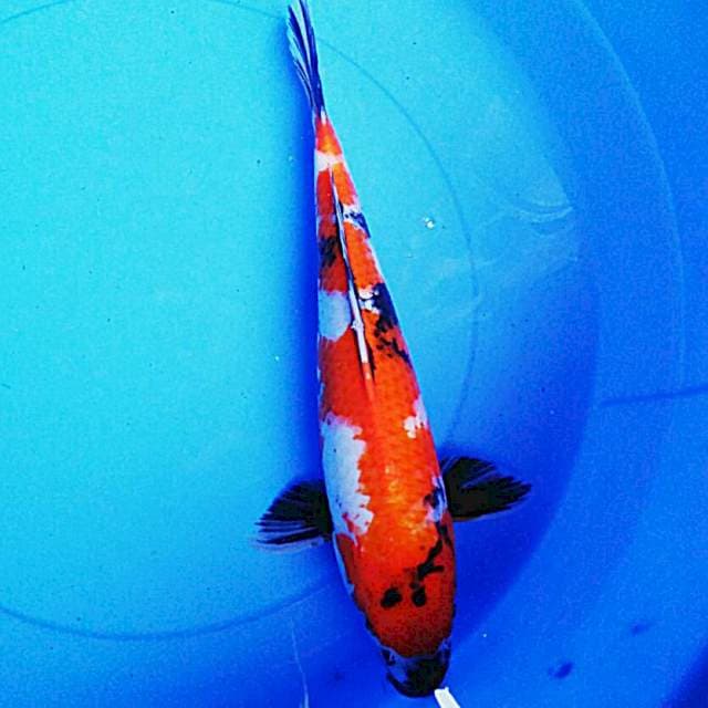 Good showa 36cm