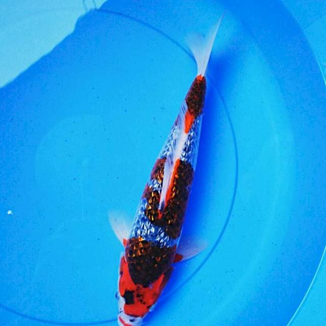 Goshiki strong ginrin 35cm male