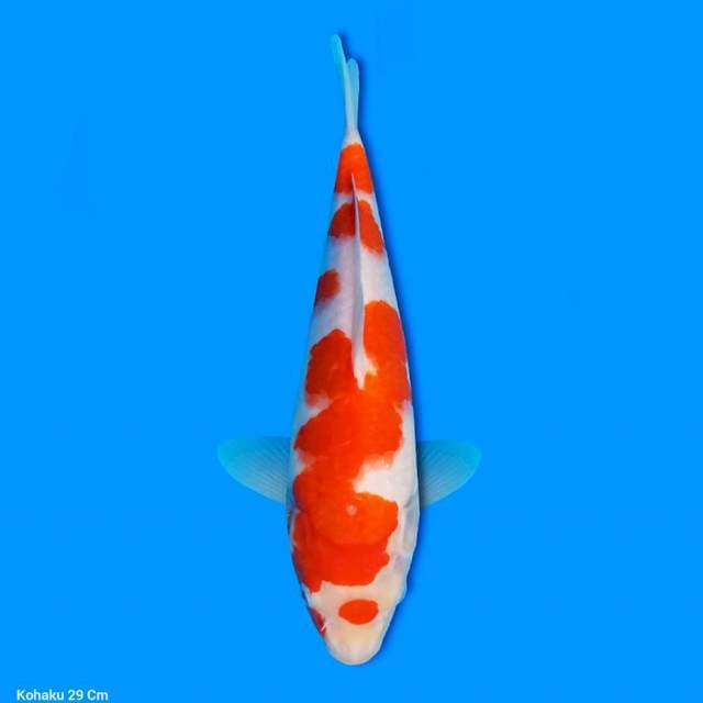 Kohaku 29 cm
