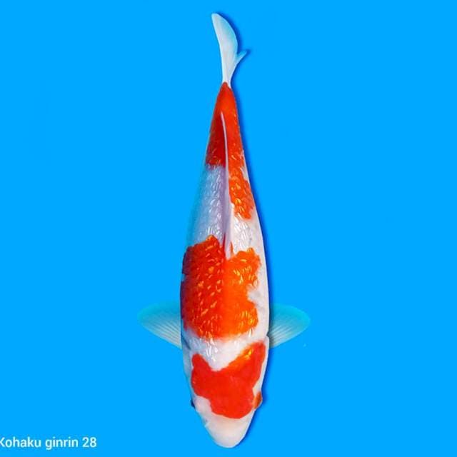 Kohaku ginrin 28 cm
