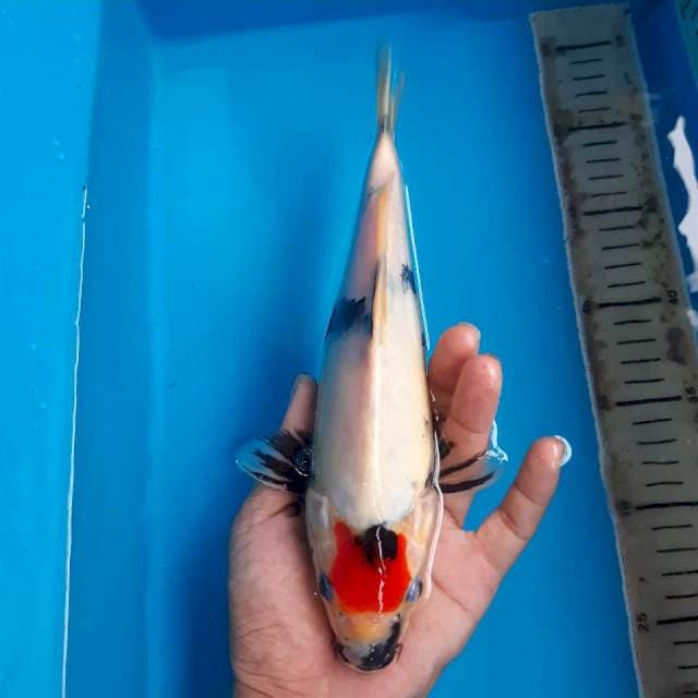 Tancho showa*25cm 