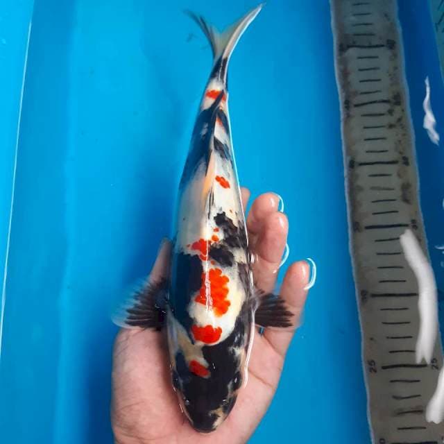 Showa*27cm