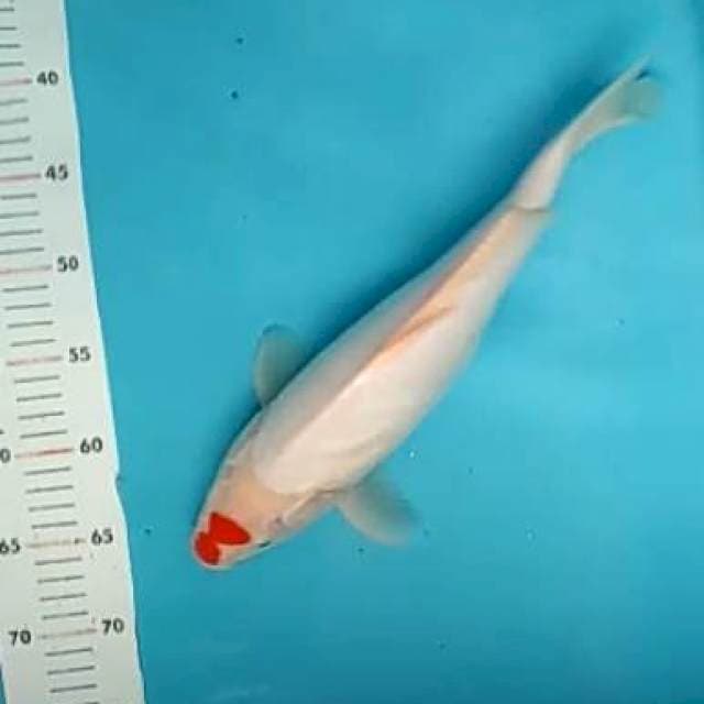 Tancho lokal 37cm