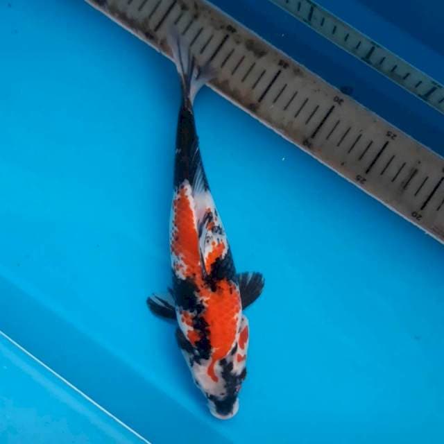 Showa 28cm