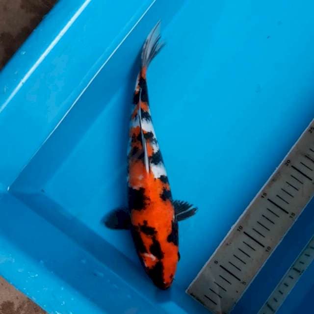 Showa 32 cm