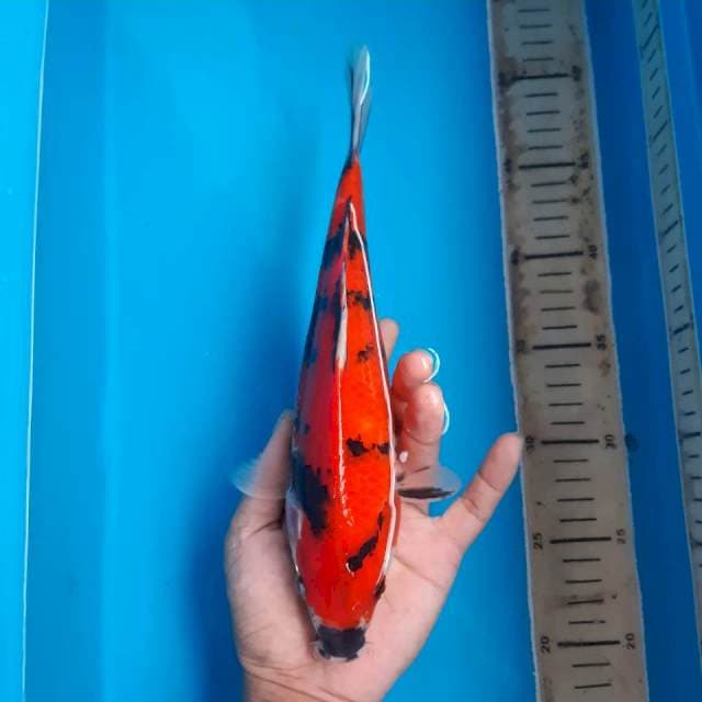 Showa 27 cm
