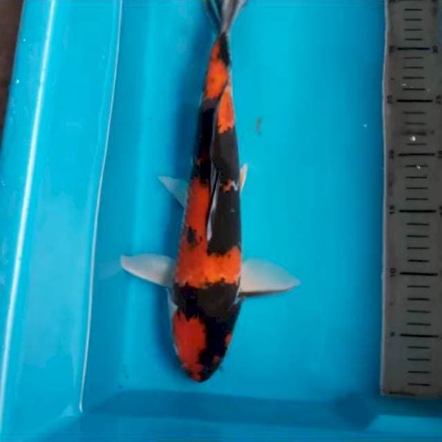 Showa 36cm