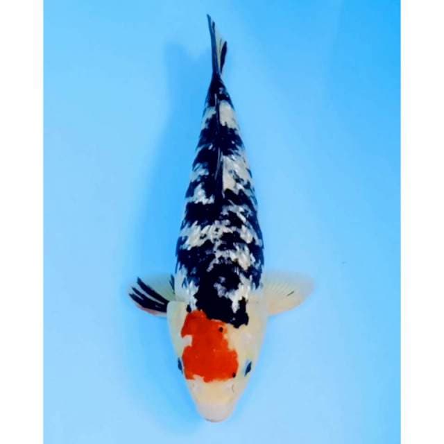 Tancho sanke ginrin punuk 40