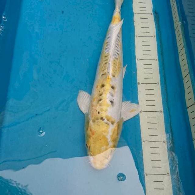 Doitsu Hariwake pola hana shusui 35cm