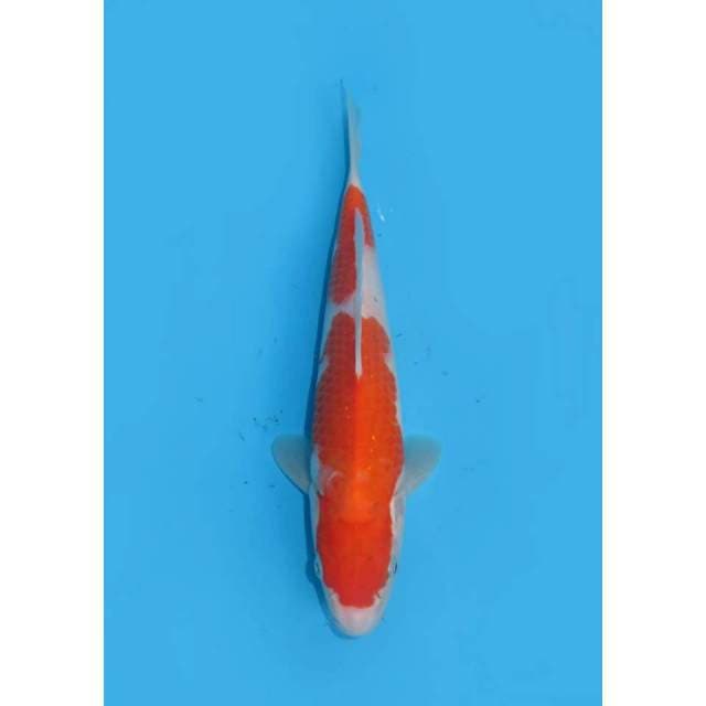 Nidan Kohaku - 24cm 