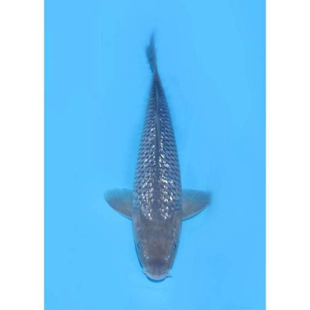 Soragoi Full Ginrin - 29cm