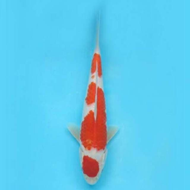 Maruten Kohaku