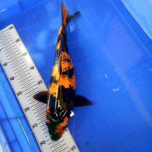 Utsuri 37 cm sex male