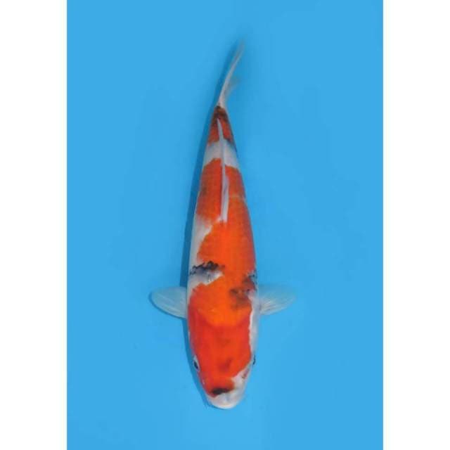 Showa Tategoi - 30cm