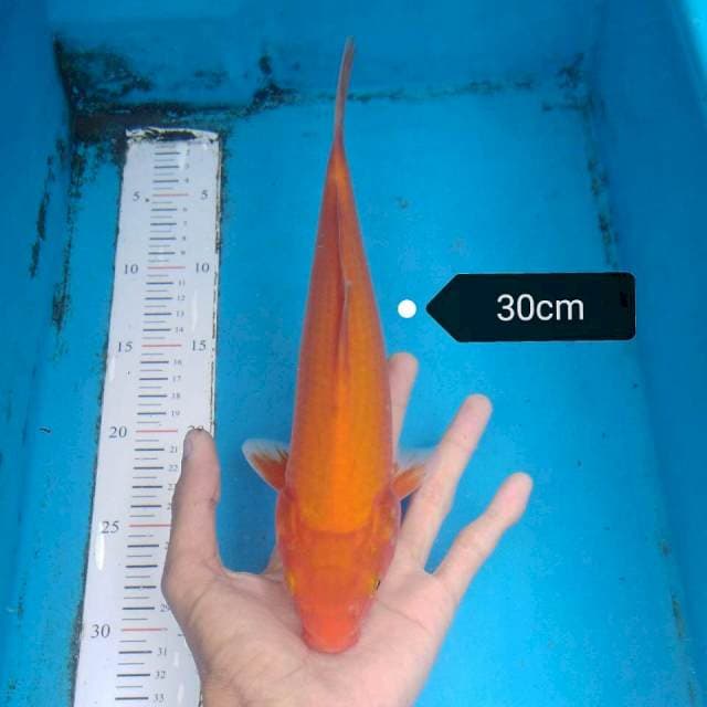 Aka Hajiro 30cm