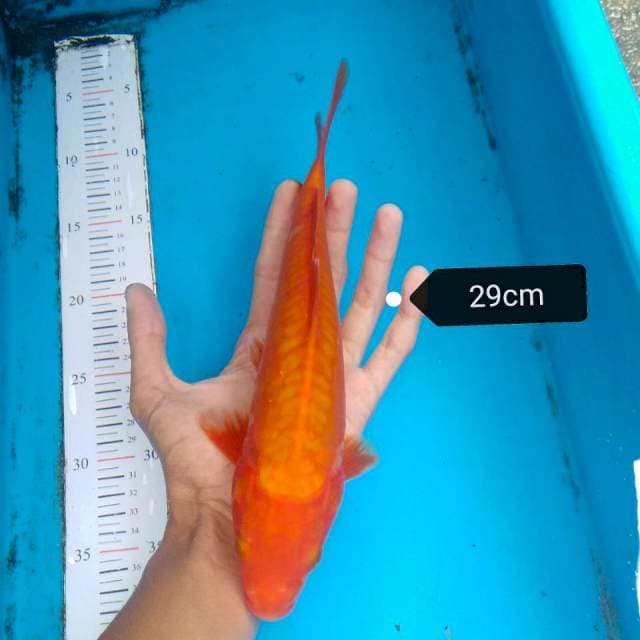 Benigoi Doitsu aragoke 29cm