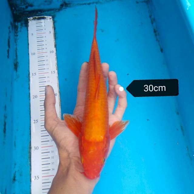 Benigoi Tembus 30cm