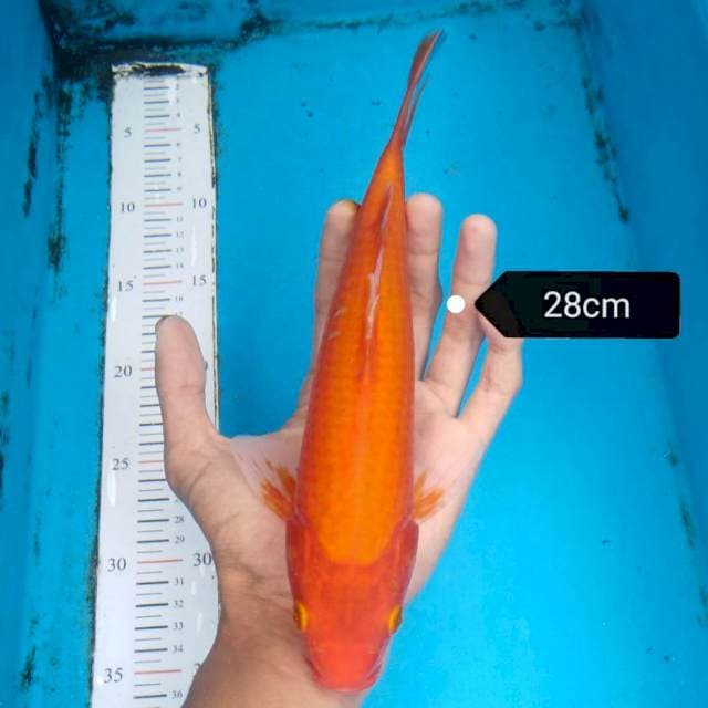 Aka Hajiro 28cm