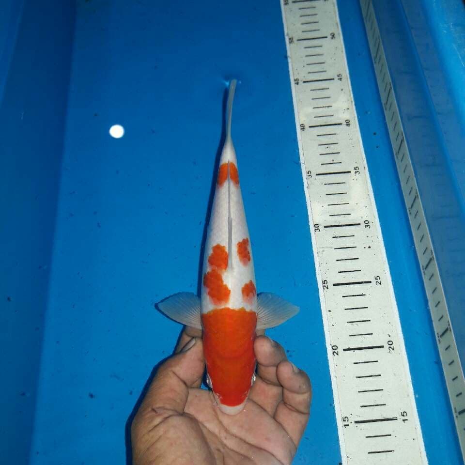 Kohaku