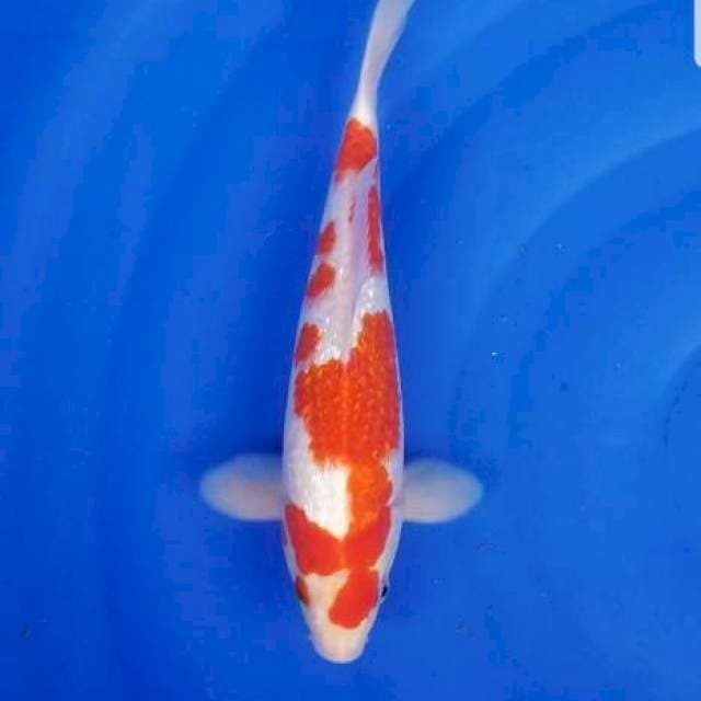 GINRIN KOHAKU 26 CM