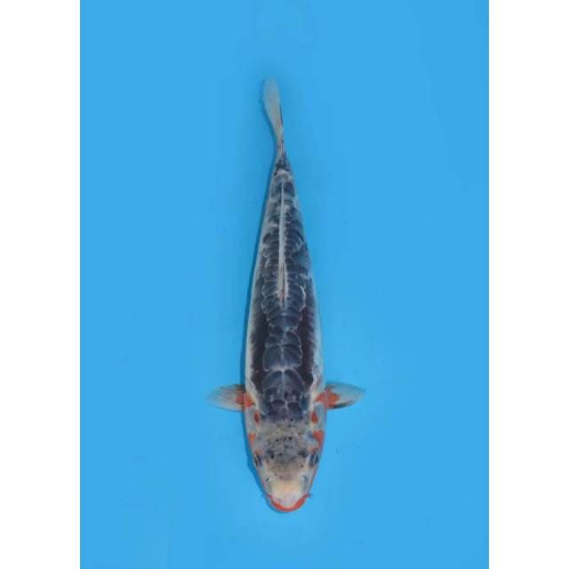 Kawarimono Antik - 34cm