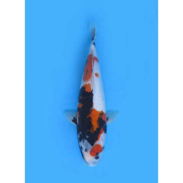 F1 JT Showa - 35cm