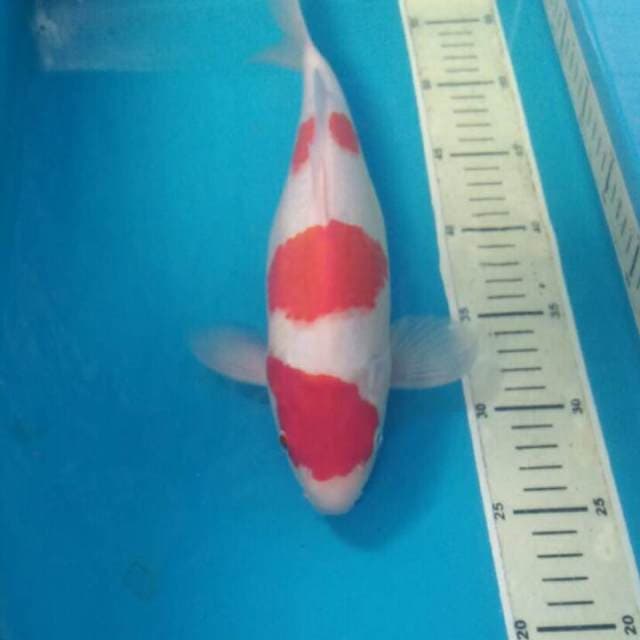 Sandan Kohaku, Male 30 cm