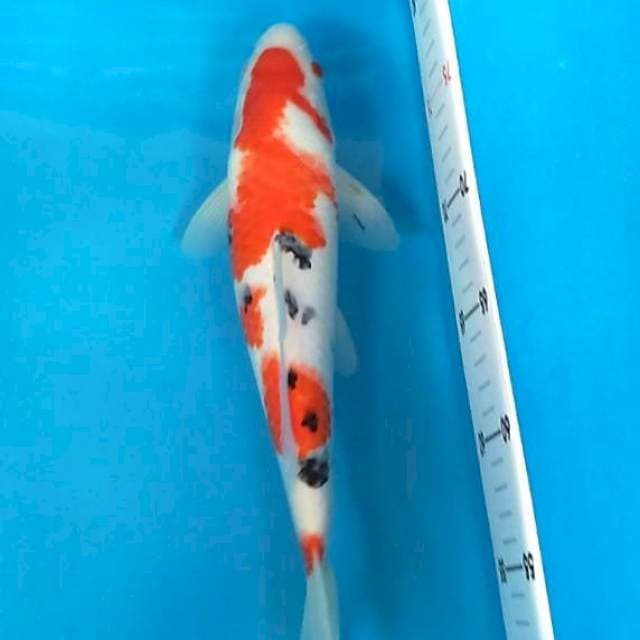 Sanke eye catching 33 cm