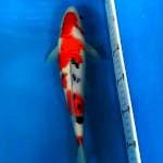 Sanke eye catching 33 cm